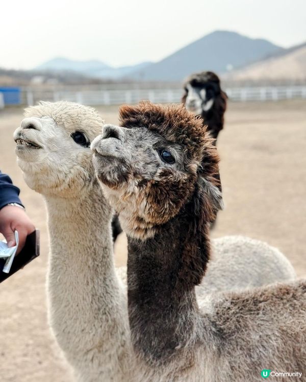 濟州黑面羊🐑可愛到爆!😍