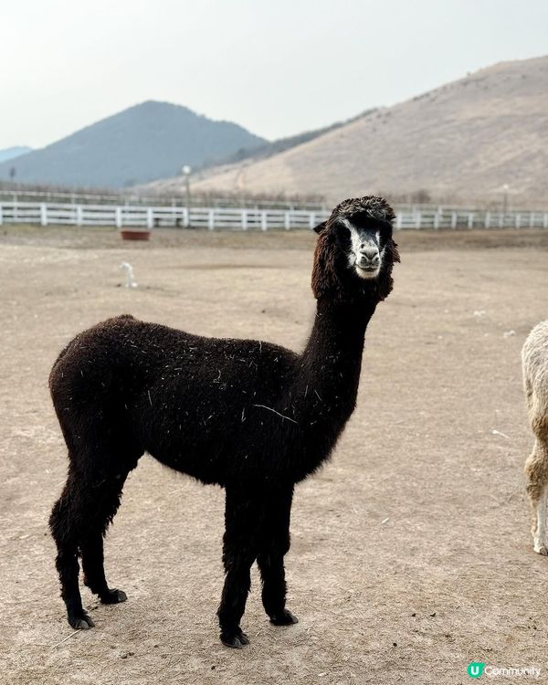 濟州黑面羊🐑可愛到爆!😍