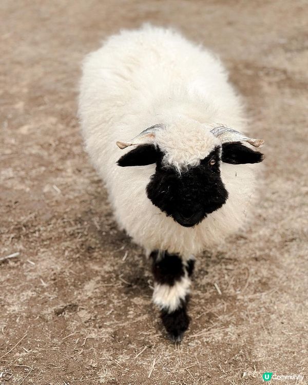 濟州黑面羊🐑可愛到爆!😍