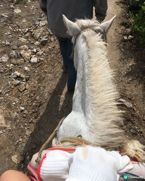 雲南拉市海騎馬🐎 茶馬古道體驗😎