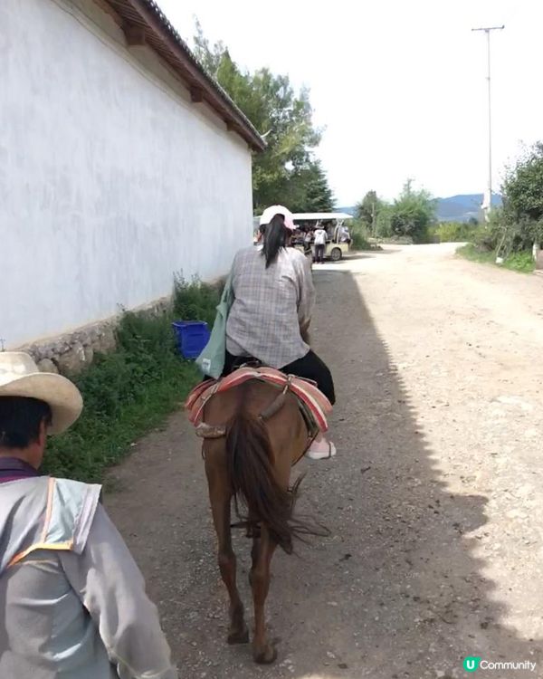 雲南拉市海騎馬🐎 茶馬古道體驗😎