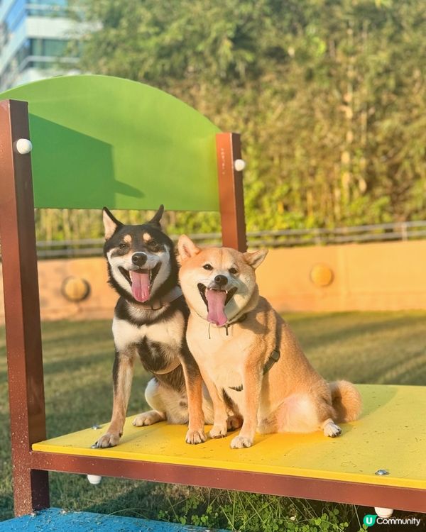 🐶☀️跑草放電首選！南區新寵物公園