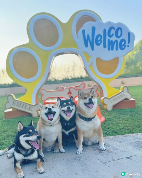 🐶☀️跑草放電首選！南區新寵物公園