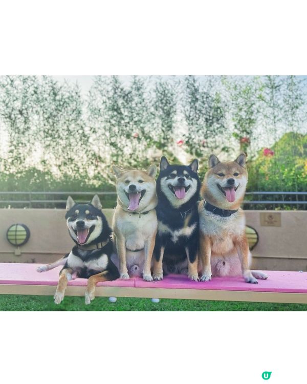 🐶☀️跑草放電首選！南區新寵物公園