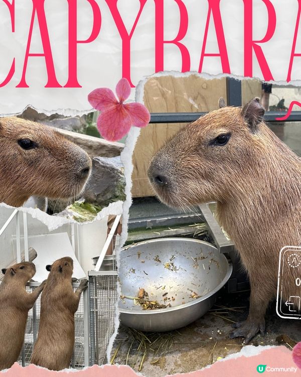 台南親親水豚Cafe 