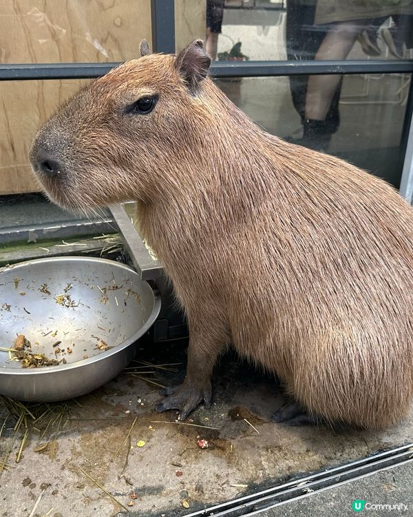 台南親親水豚Cafe 