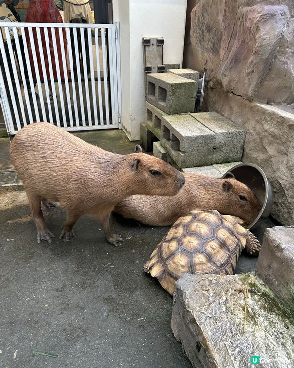 台南親親水豚Cafe 