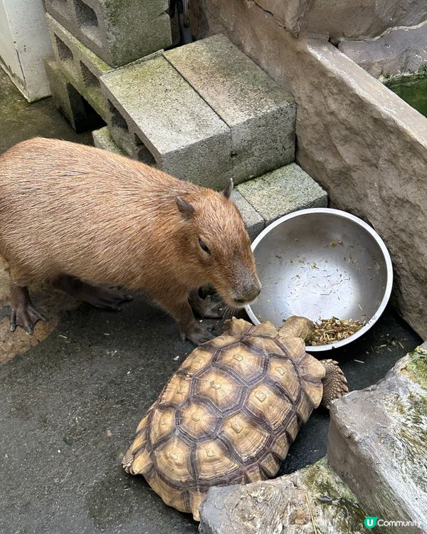 台南親親水豚Cafe 