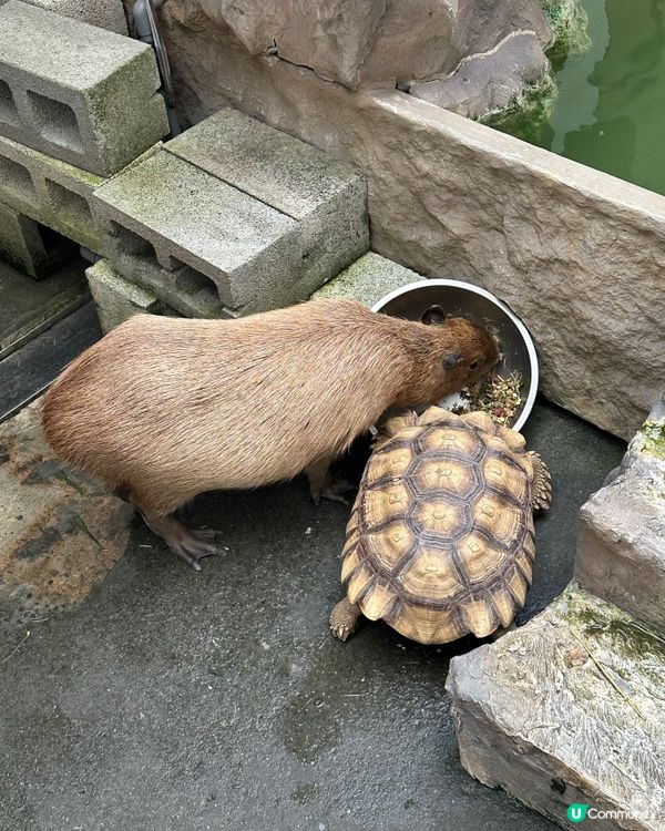 台南親親水豚Cafe 