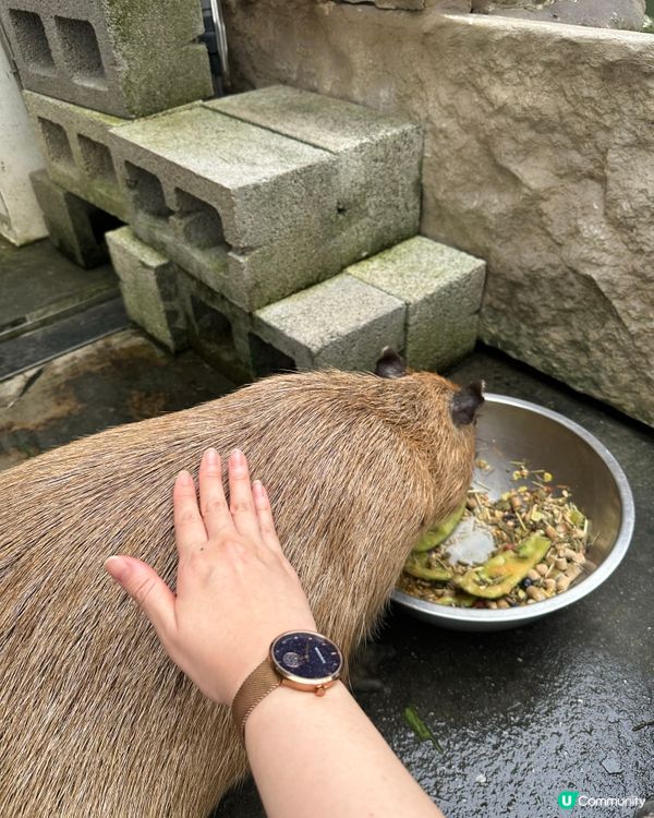 台南親親水豚Cafe 