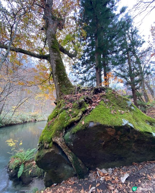 《🎌青森喫茶店☕️》星野奧入瀨溪流酒店旁型格cafe