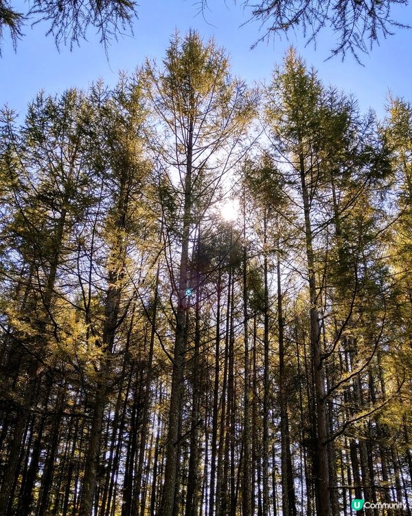 ## 秋天賞紅葉，長野松本去啦🍁🍂