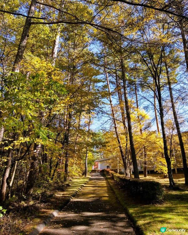 ## 秋天賞紅葉，長野松本去啦🍁🍂
