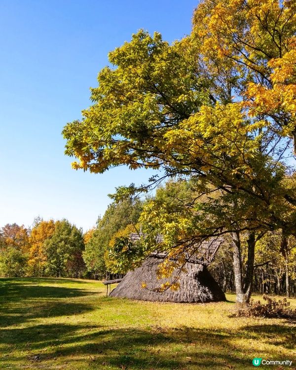 ## 秋天賞紅葉，長野松本去啦🍁🍂