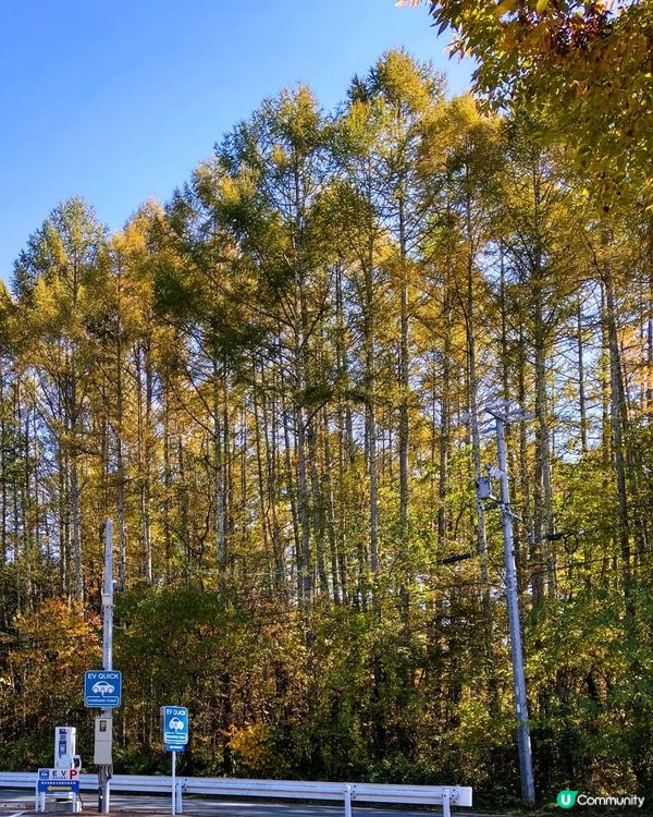 ## 秋天賞紅葉，長野松本去啦🍁🍂