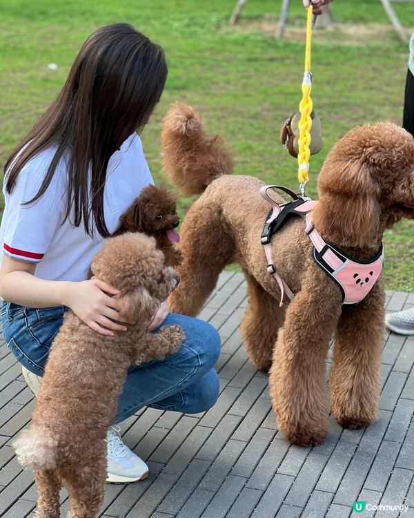 🐶狗狗集中地😍打卡識朋友散步好地方