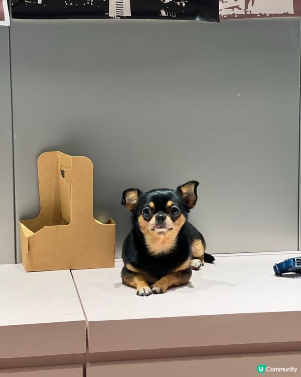 🐶狗狗集中地😍打卡識朋友散步好地方