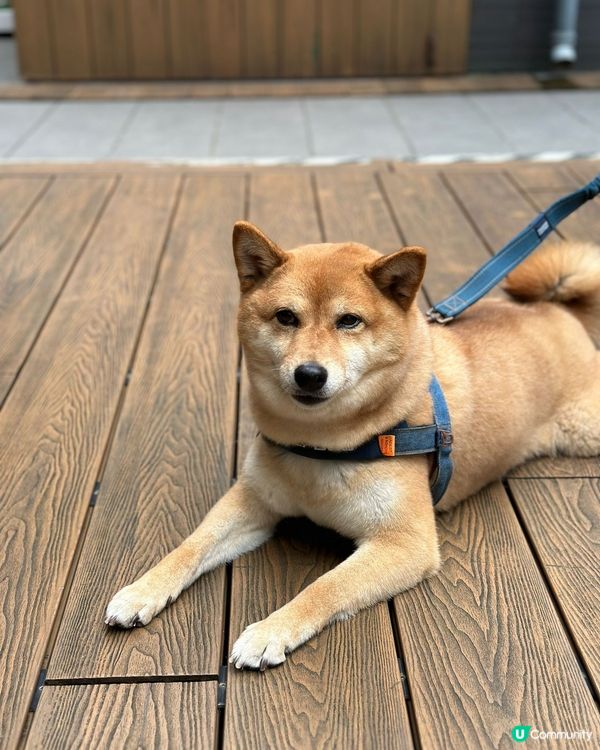 🐶狗狗集中地😍打卡識朋友散步好地方