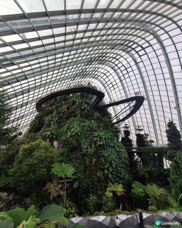 唔潮濕 好舒服好開心咁睇嘅cloud forest