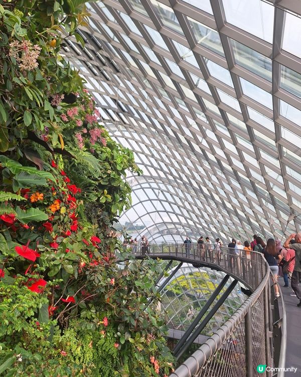 唔潮濕 好舒服好開心咁睇嘅cloud forest