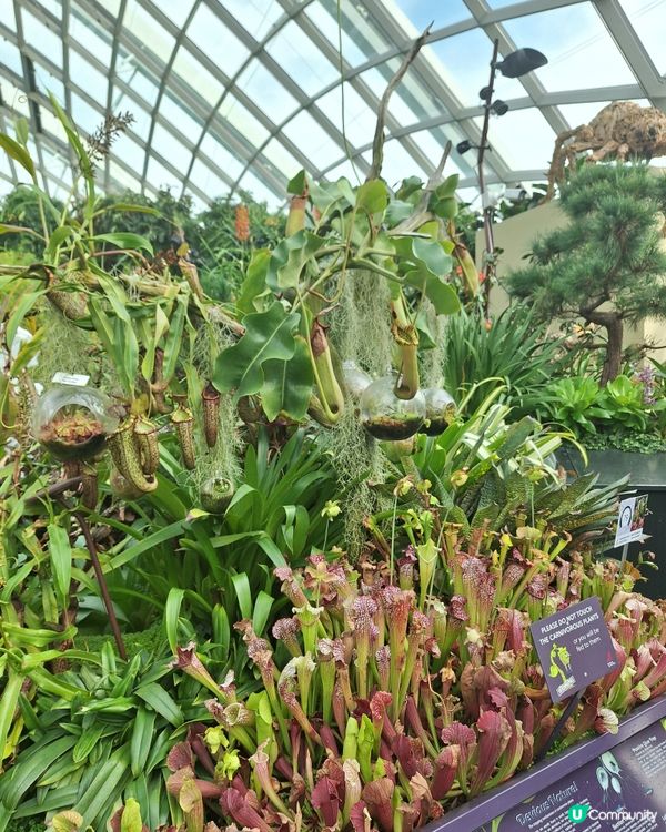 唔潮濕 好舒服好開心咁睇嘅cloud forest