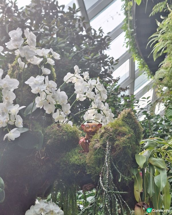 唔潮濕 好舒服好開心咁睇嘅cloud forest