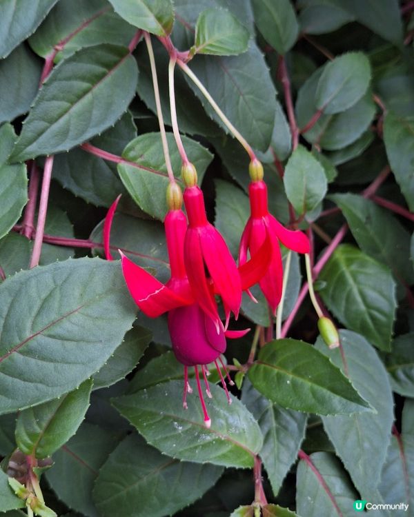 唔潮濕 好舒服好開心咁睇嘅cloud forest