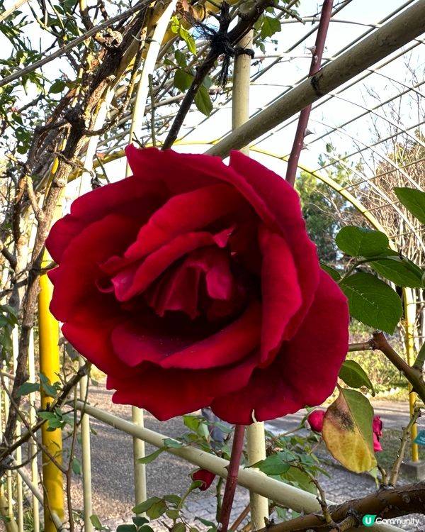 🇯🇵🎯福岡海之中道海濱公園🔎國家級景點介紹 🌊