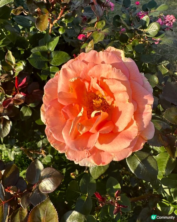 🇯🇵🎯福岡海之中道海濱公園🔎國家級景點介紹 🌊