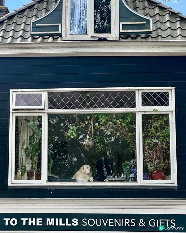 荷蘭童話小鎮🇳🇱風車村💕