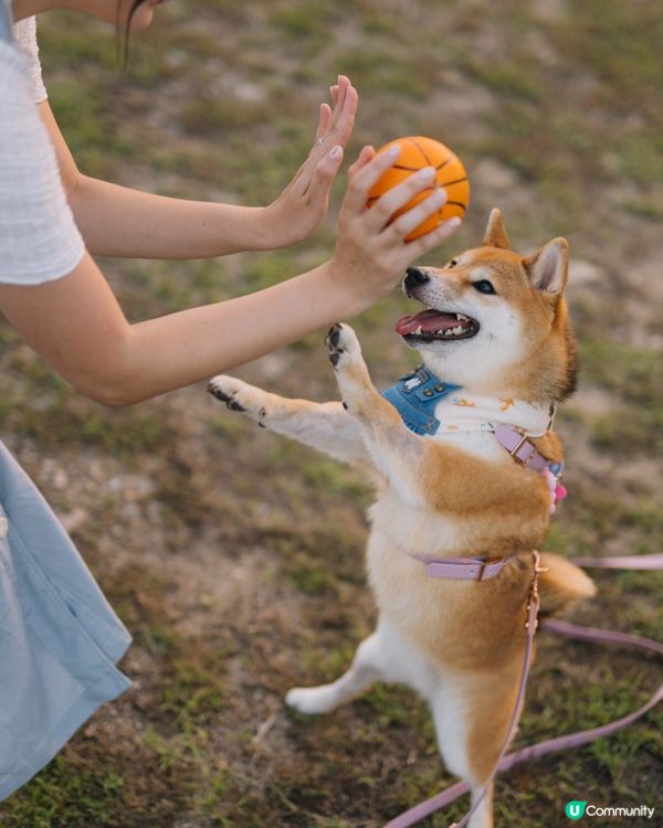 機場維修區 坐係海邊睇日落放狗