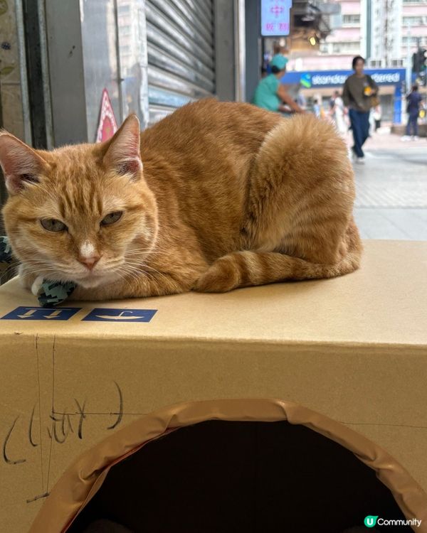 星期日的貓🐱店長