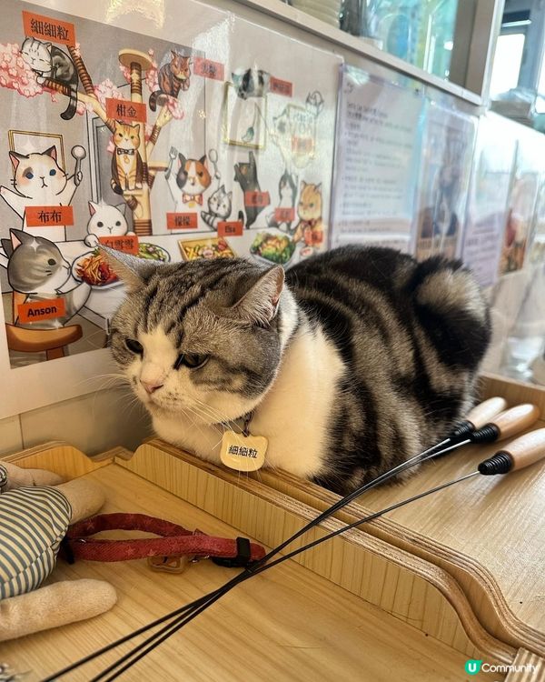 銅鑼灣喵星人cafe🐱🐈 