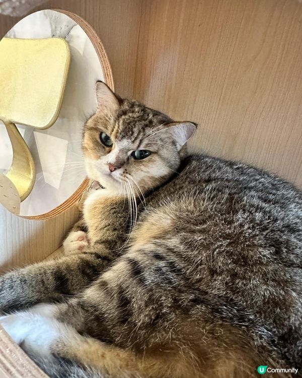 銅鑼灣喵星人cafe🐱🐈 