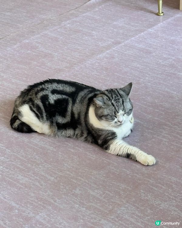 銅鑼灣喵星人cafe🐱🐈 