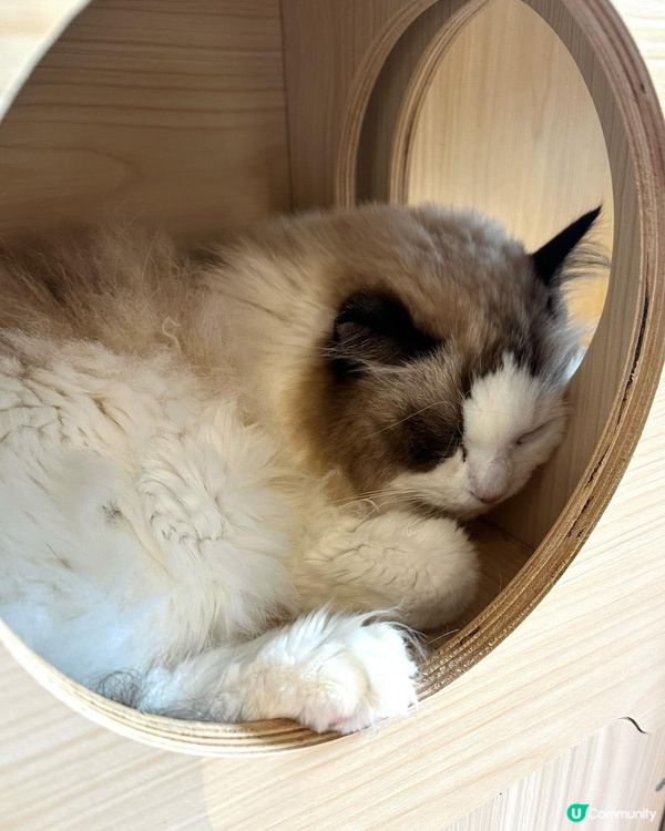 銅鑼灣喵星人cafe🐱🐈 