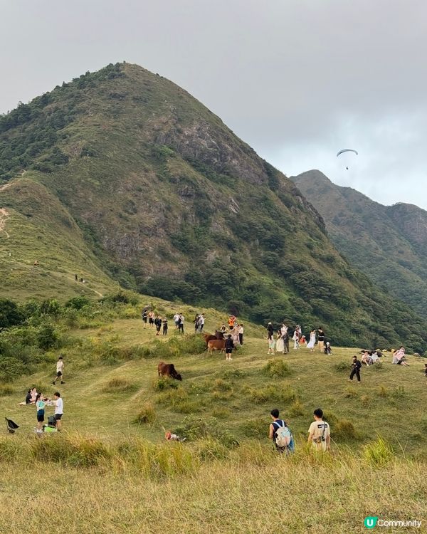 馬鞍山昂平大草原🐄🐮☘️☘️🌴