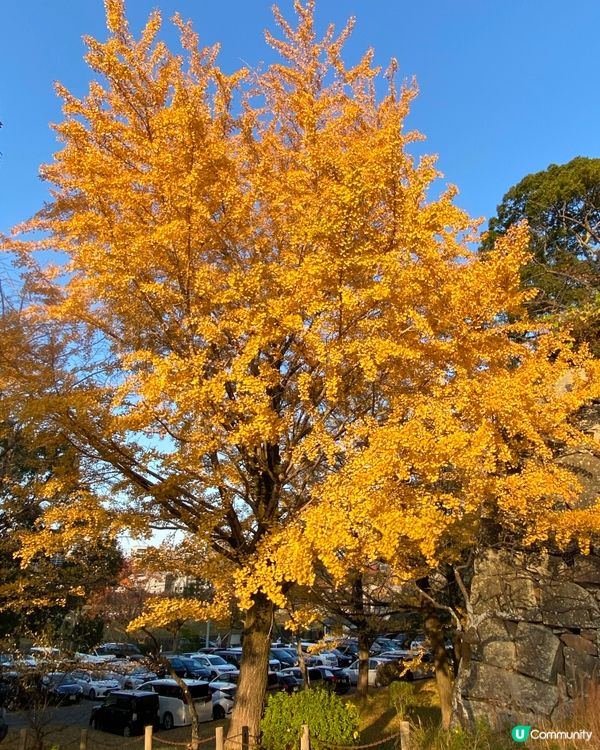 日本福岡紅葉🍁銀杏