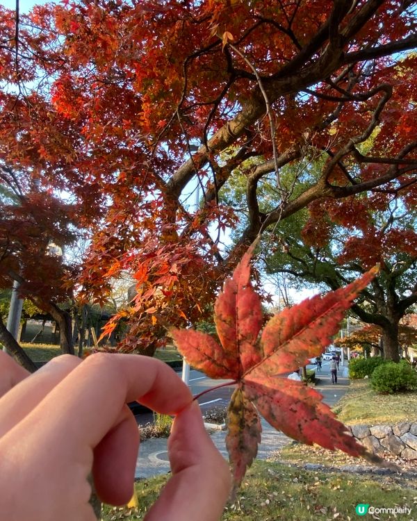 日本福岡紅葉🍁銀杏