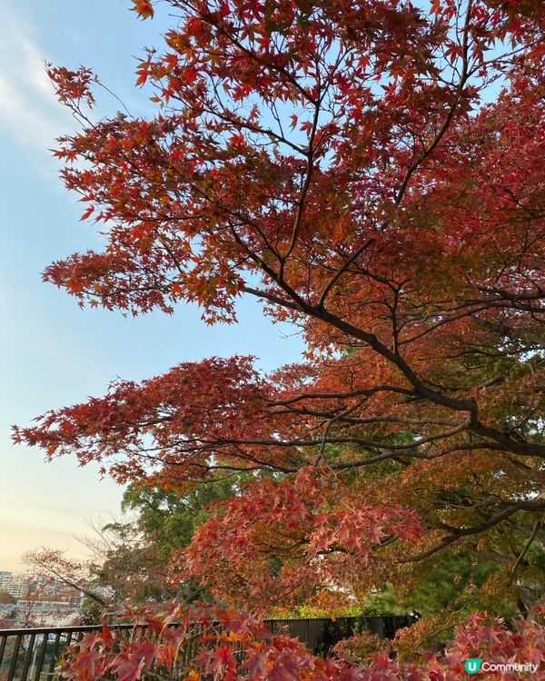 日本福岡紅葉🍁銀杏