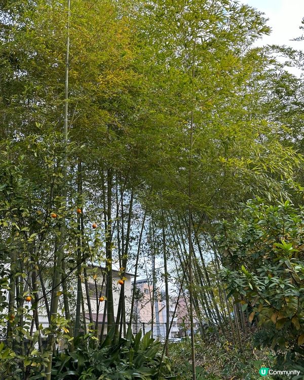 🇯🇵北九州日式旅館🏞️主打日本庭園✨