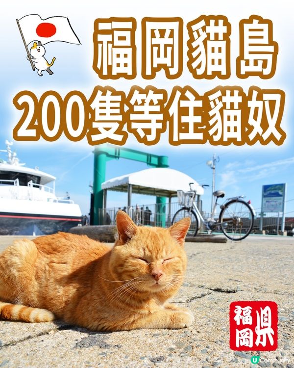 Hi貓奴🐱 🇯🇵福岡『相島』200貓貓等住你🌸