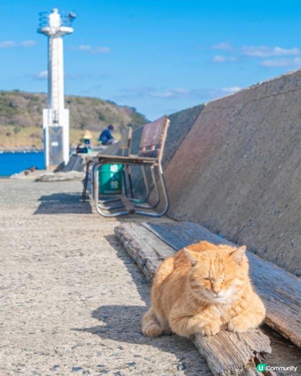 Hi貓奴🐱 🇯🇵福岡『相島』200貓貓等住你🌸