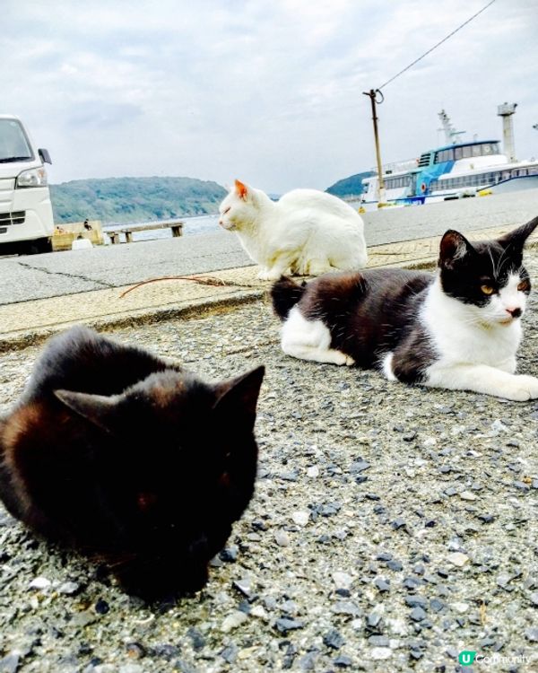 Hi貓奴🐱 🇯🇵福岡『相島』200貓貓等住你🌸
