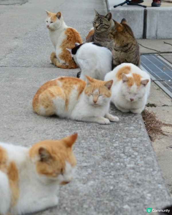 Hi貓奴🐱 🇯🇵福岡『相島』200貓貓等住你🌸