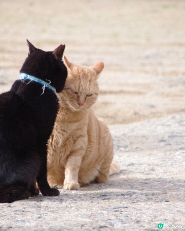 Hi貓奴🐱 🇯🇵福岡『相島』200貓貓等住你🌸