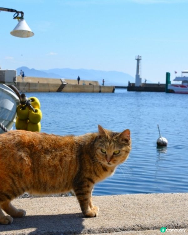 Hi貓奴🐱 🇯🇵福岡『相島』200貓貓等住你🌸
