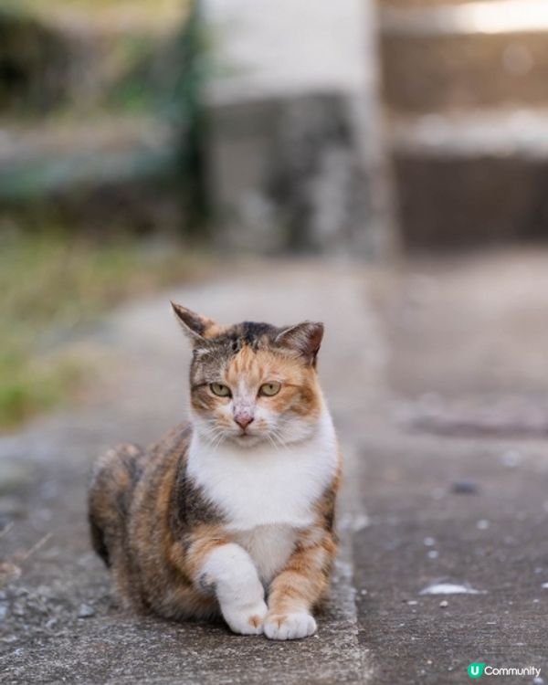 Hi貓奴🐱 🇯🇵福岡『相島』200貓貓等住你🌸