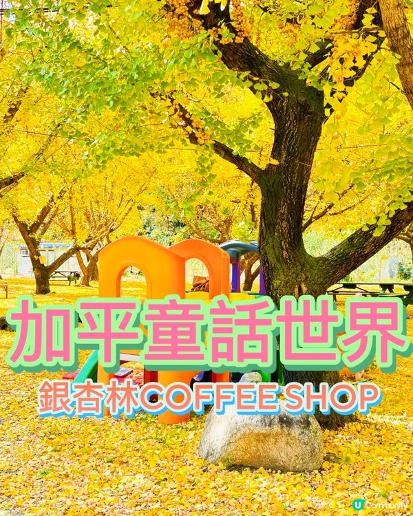 韓國加平銀杏林，金黃一片🍂💛