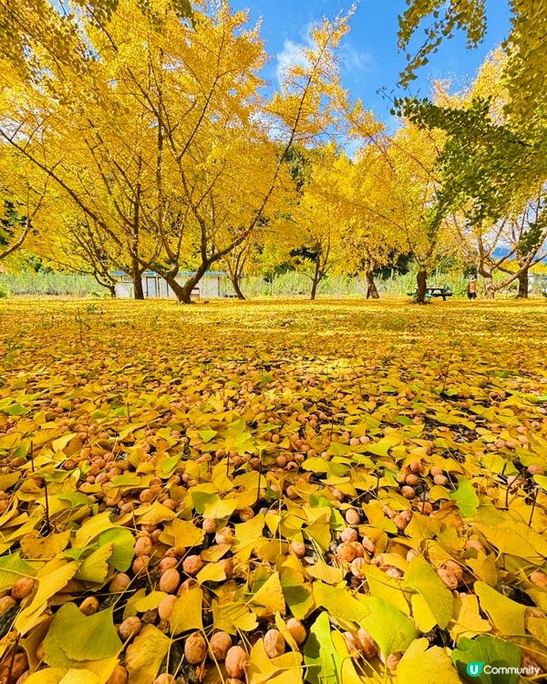 韓國加平銀杏林，金黃一片🍂💛